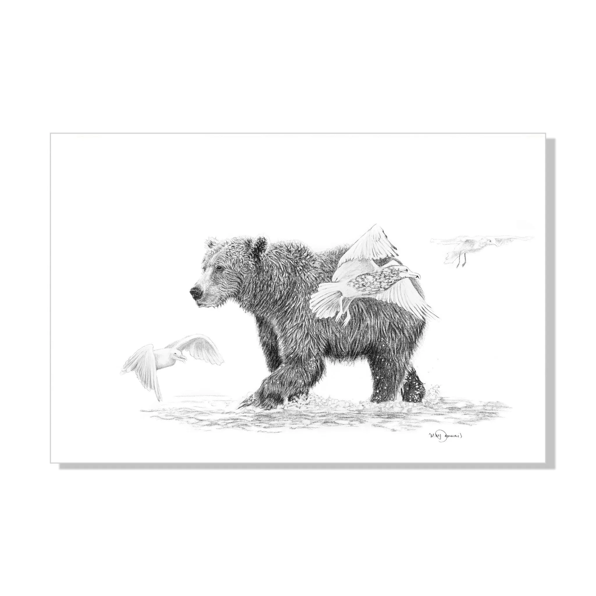 Grizzly with Birds